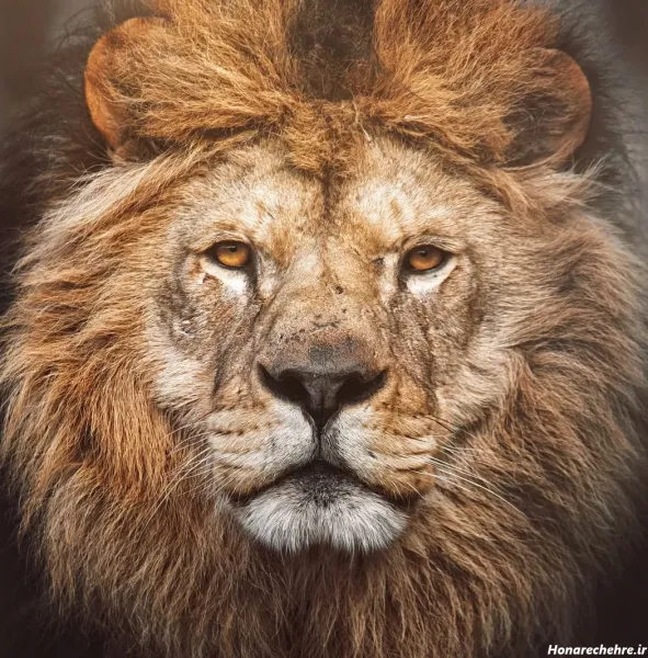  عکس سلطان جنگل شیر برای پروفایل