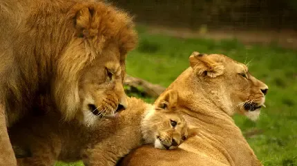 عکس شیر سلطان برای پروفایل