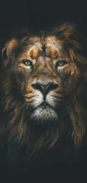 عکس شیر سلطان برای پروفایل