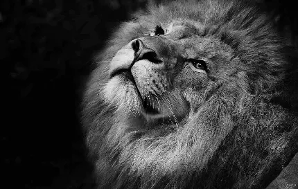 عکس شیر سلطان برای پروفایل