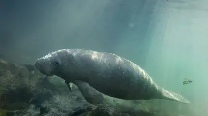 عکس گاو دریایی بزرگ