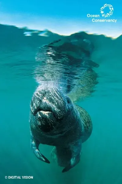  عکس گاو دریایی بزرگ