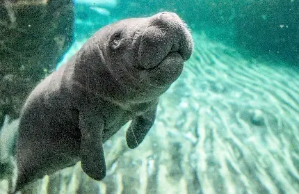  عکس گاو دریایی بزرگ