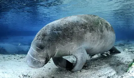  عکس گاو دریایی بزرگ