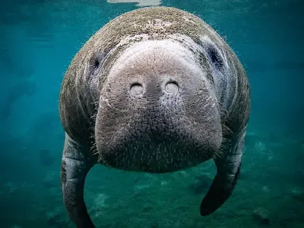  عکس گاو دریایی بزرگ