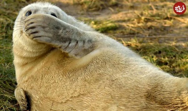  عکس فیل دریایی