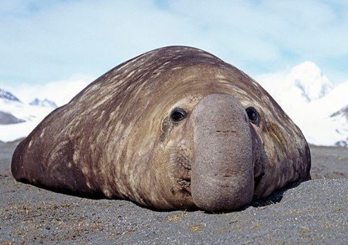  عکس فیل دریایی