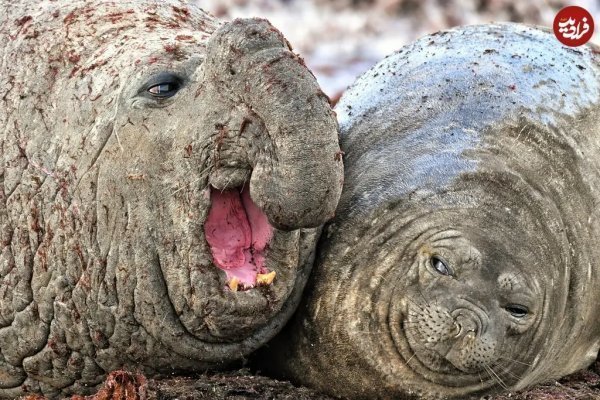  عکس فیل دریایی