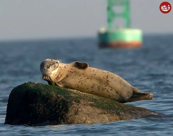  عکس فیل دریایی