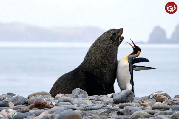  عکس فیل دریایی