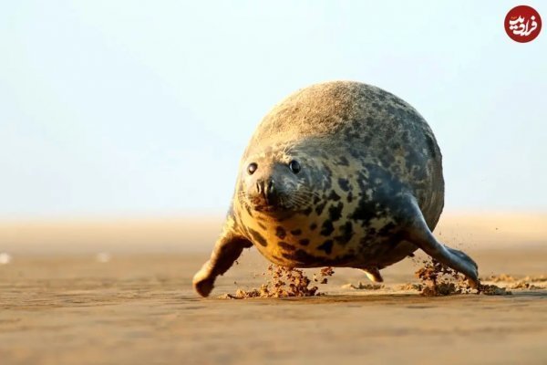  عکس فیل دریایی