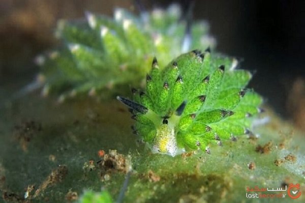  عکس گوسفند دریایی