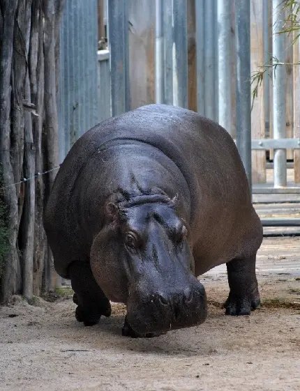  عکس اسب دریایی