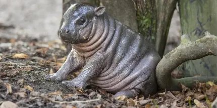  عکس اسب دریایی