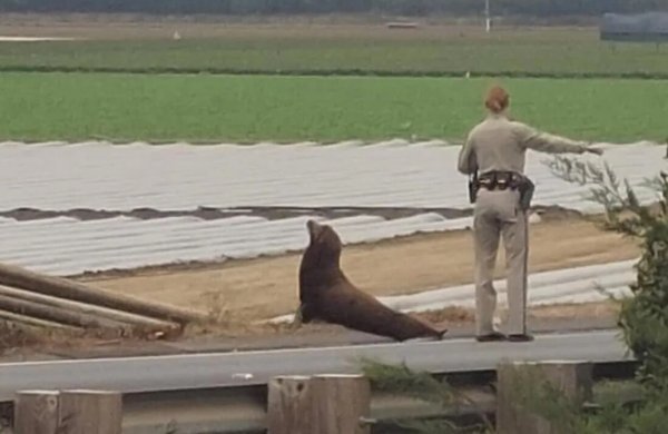 عکس شیر دریایی