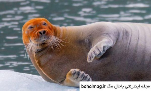  عکس شیر دریایی