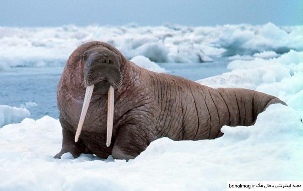  عکس شیر دریایی