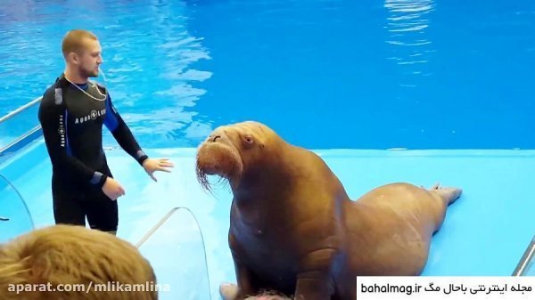  عکس شیر دریایی