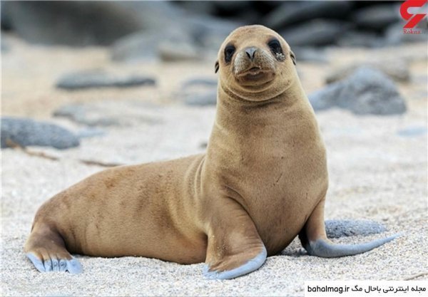  عکس شیر دریایی