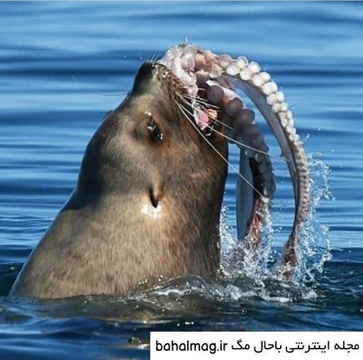  عکس شیر دریایی