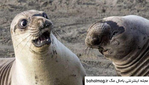  عکس شیر دریایی