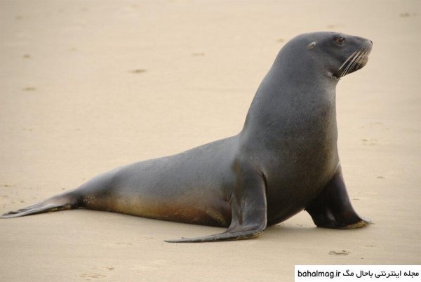  عکس شیر دریایی