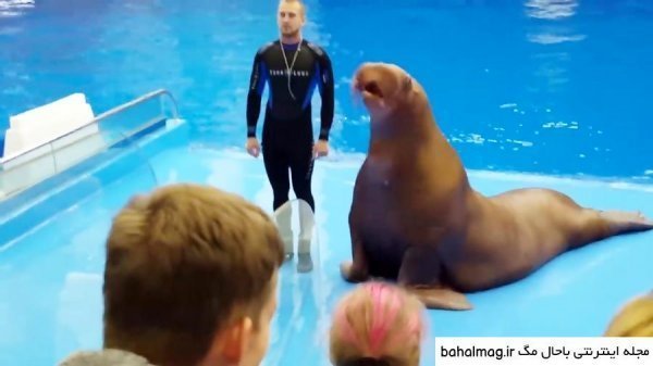  عکس شیر دریایی