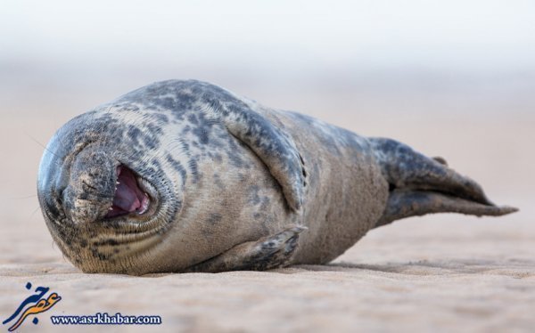  عکس شیر دریایی