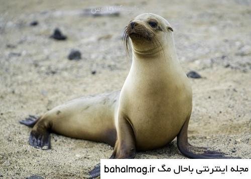  عکس شیر دریایی
