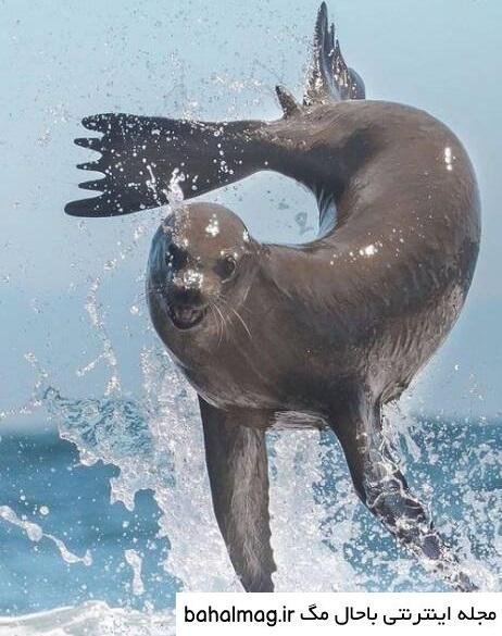  عکس شیر دریایی