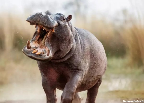 عکس اسب دریایی واقعی