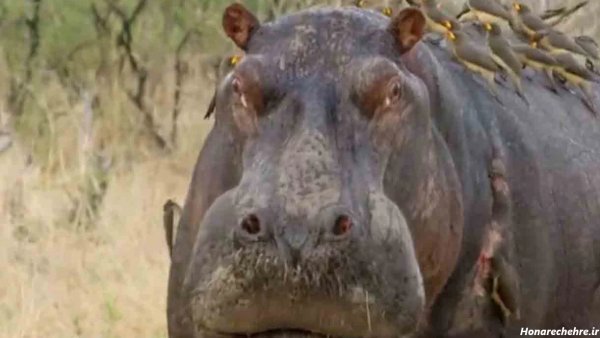  عکس اسب دریایی واقعی