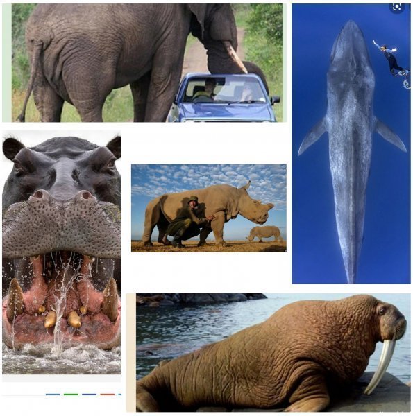  عکس اسب دریایی واقعی