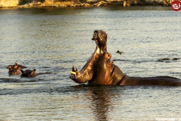  عکس اسب دریایی واقعی