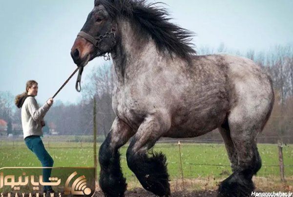  عکس اسب دریایی واقعی