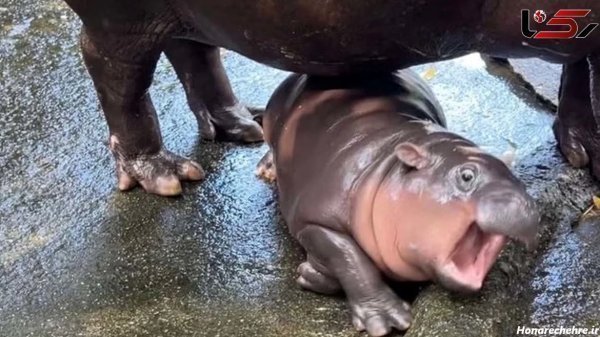  عکس اسب دریایی واقعی