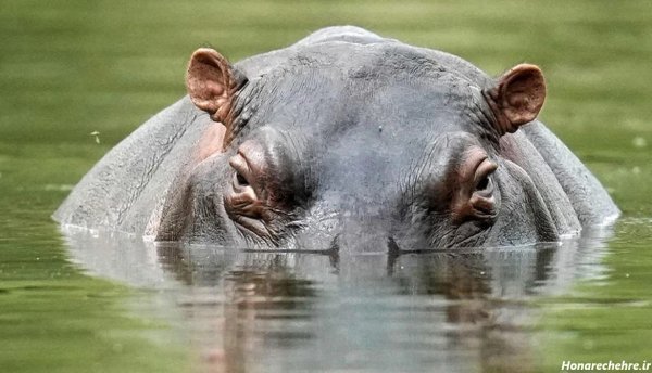  عکس اسب دریایی واقعی