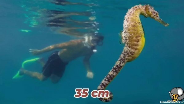  عکس اسب دریایی واقعی