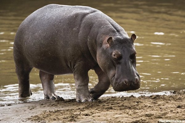  عکس اسب دریایی واقعی