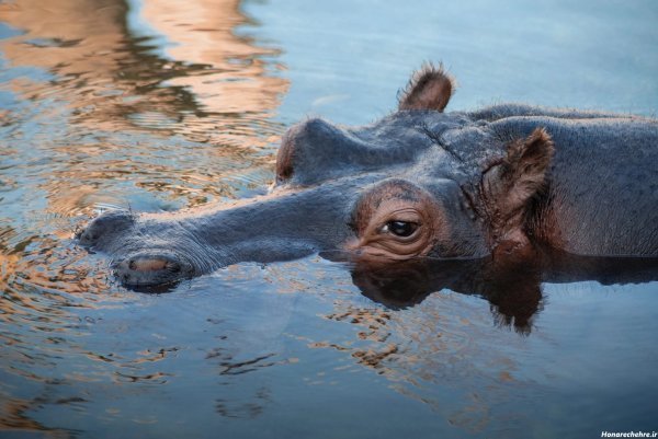  عکس اسب دریایی واقعی