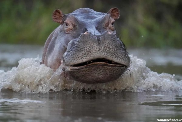  عکس اسب دریایی واقعی