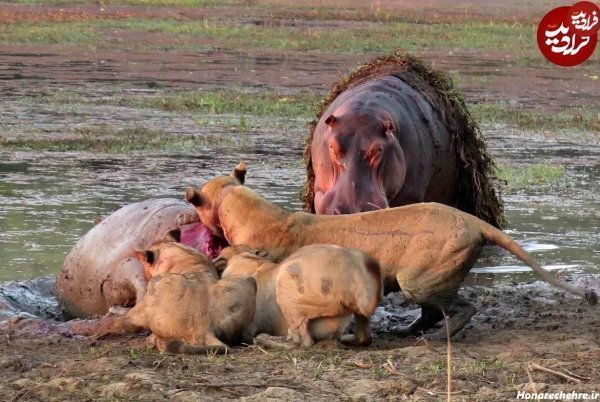  عکس اسب دریایی واقعی