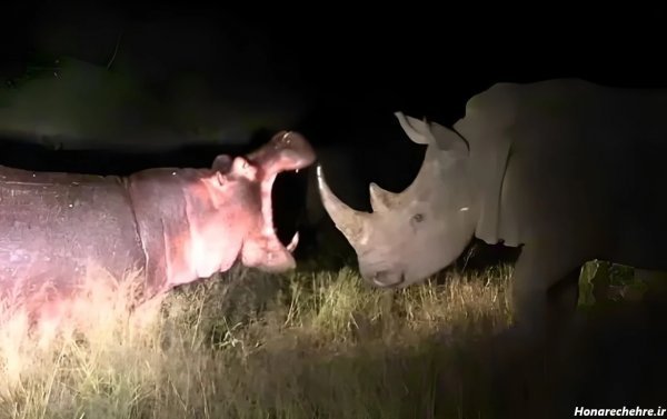  عکس اسب دریایی واقعی