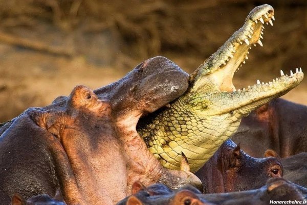  عکس اسب دریایی واقعی