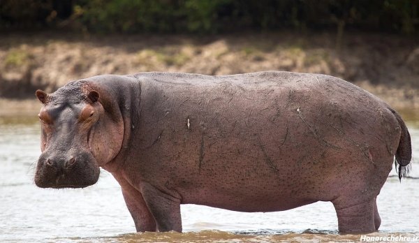 عکس اسب دریایی واقعی