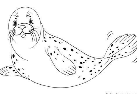  عکس شیر دریایی کارتونی