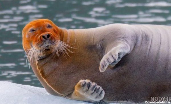  عکس شیر دریایی کارتونی