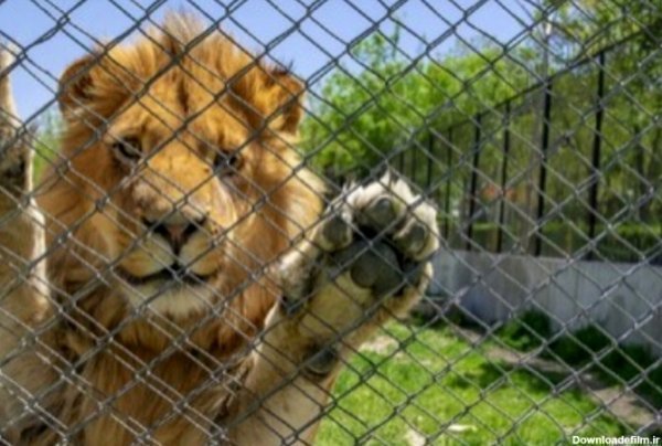  عکس شیر دریایی کارتونی