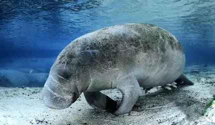  عکس گاو دریایی کیوت با کیفیت Hd