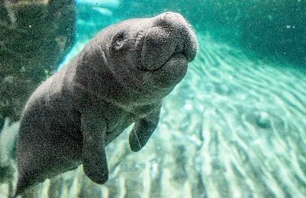  عکس گاو دریایی کیوت با کیفیت Hd